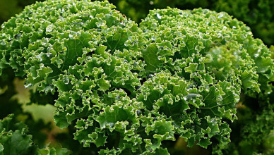 proteínas vegetales, kale